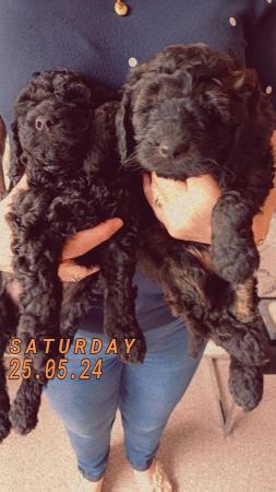 Image 5 of For Sale Labradoodle puppies