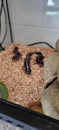 Image 2 of TRIO BREEDING FAT TAIL GECKO'S AND EXO TERRA