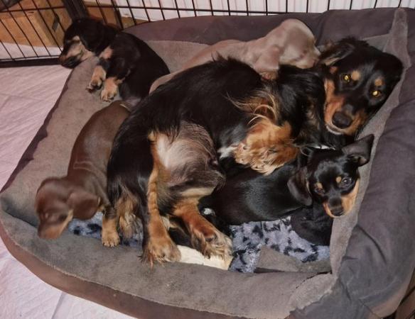 Image 12 of ONLY 2 GIRL DACHSHUND PUPPIES LEFT!!!!