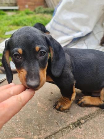 Image 7 of Beautiful smooth haired black and tan puppies