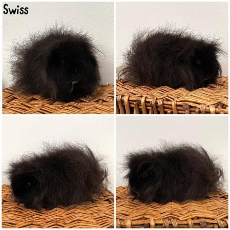 Image 1 of Female & Male Guinea pigs available