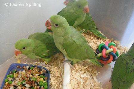 Image 3 of Indian ringneck baby birds available