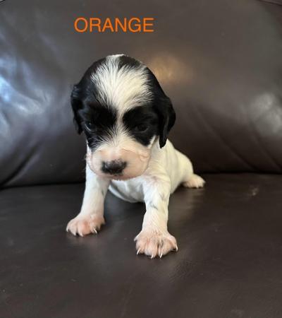 Image 9 of Beautiful KC Registered English Springer Spaniel Puppies