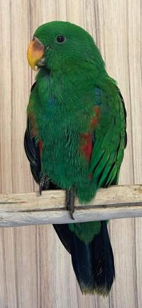 Image 3 of Red Sided Eclectus - Hand Reared Baby