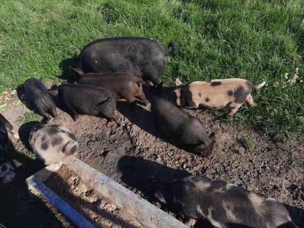 Image 2 of Pure bred Kunkune pigs for sale 8 months old