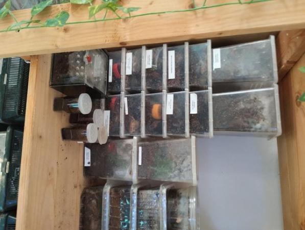 Image 11 of Various Tarantulas and other inverts for sale