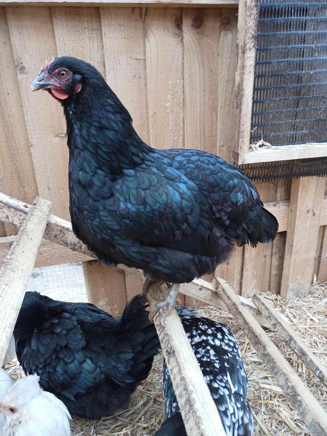 Preview of the first image of Point of lay / laying hens.