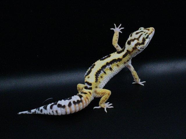 Preview of the first image of Leopard gecko (Bold bandit) (poss hets below) hatch 4/8/23.