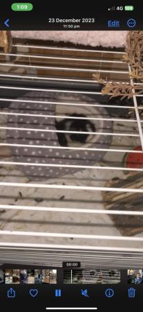 Image 3 of 3 female Guinea pigs for sale