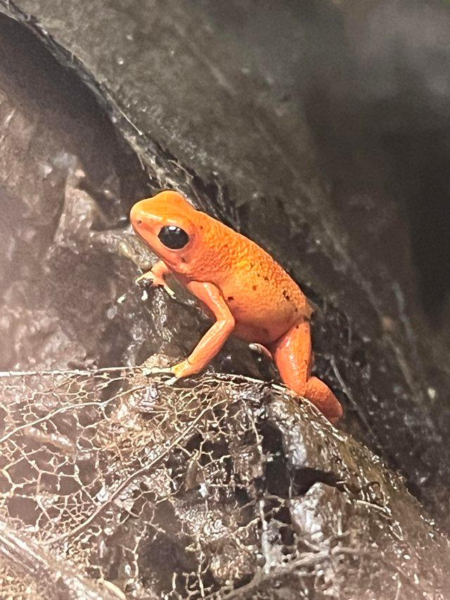 Preview of the first image of Oophaga pumilio ’solarte’ Male Dart frogs.