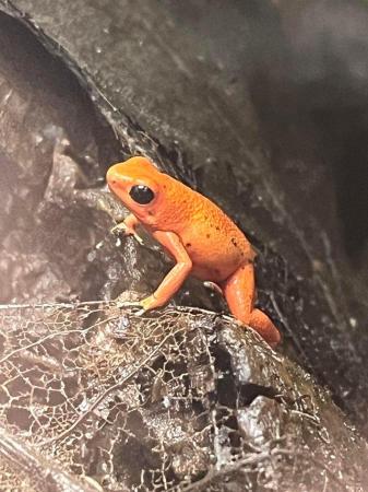 Image 1 of Oophaga pumilio ’solarte’ Male Dart frogs
