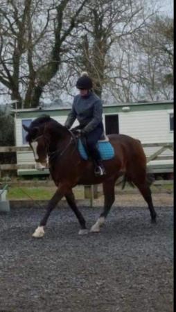 Image 2 of For Part Loan / Share 16’2 Irish Sports Horse