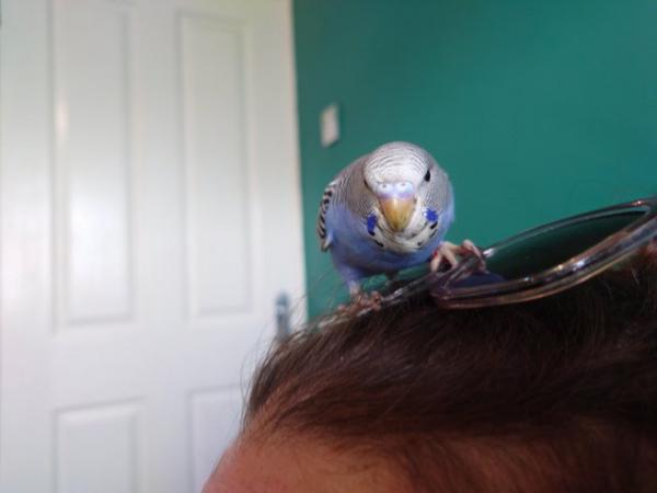 Image 6 of Hand reared silly tame baby budgie for reservation