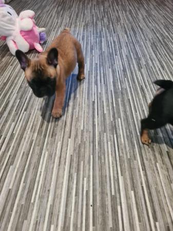 Image 3 of Health & dna tested Copperbull lines kc French bulldogs