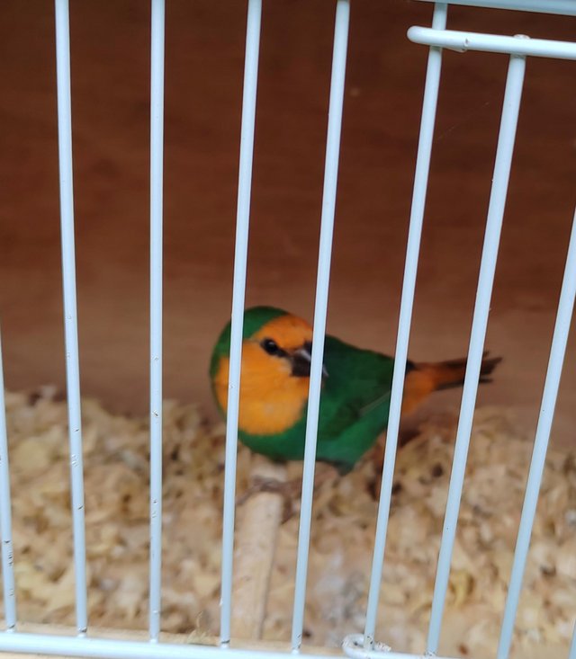 Preview of the first image of Sea Green Parrot Finch Cock. SOLD.