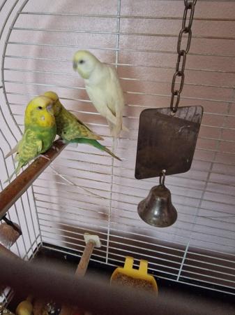 Image 2 of Three budgies with cage
