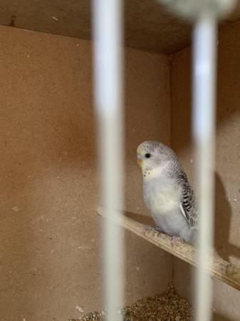 Image 9 of Baby budgies ready for new home