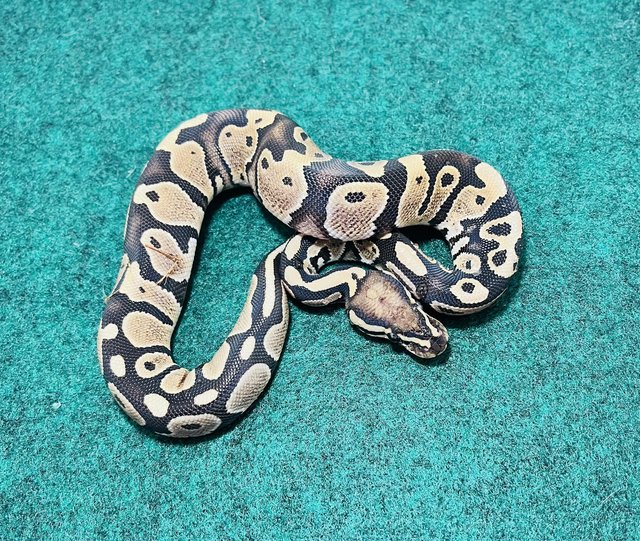 Preview of the first image of Baby ball python 100% het pied.