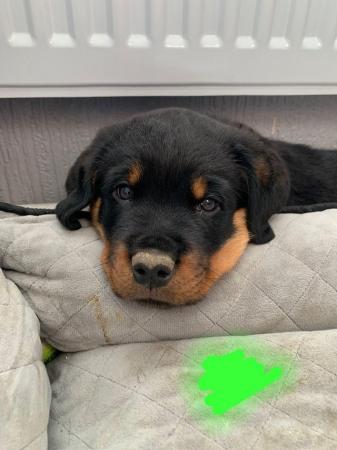 Image 10 of Beautiful chunky rottweiler puppies
