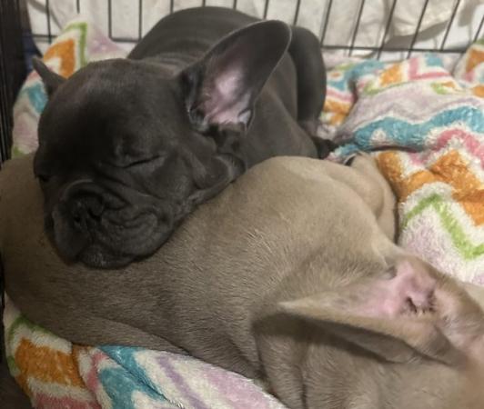 Image 13 of French bulldog last boy left kc registered ready to leave!