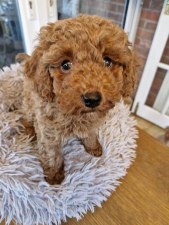 Image 5 of Red toy poodle male puppy