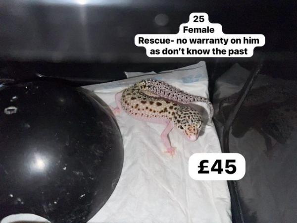 Image 7 of Reduced - leopard geckos for sale