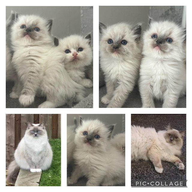 Preview of the first image of BEAUTIFUL PEDIGREE RAGDOLL KITTENS.