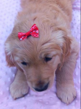 Image 21 of Golden Retriever Puppy reduced last girlMessage for detail
