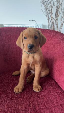 Image 11 of KC registered Fox Red Labrador puppies
