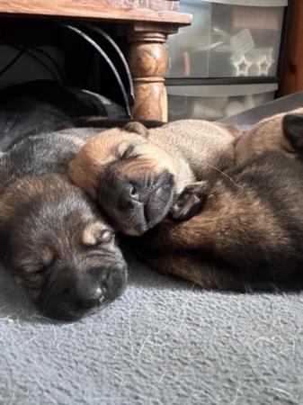 Image 5 of German Shepherd Puppies for sale