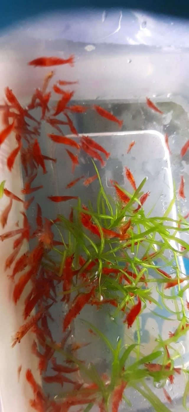 Preview of the first image of Red Cherry Shrimp for sale.
