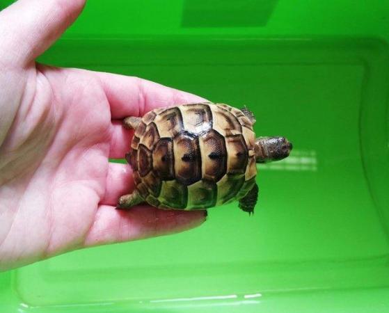 Image 4 of Beautiful baby greek tortoises - 5+ months old
