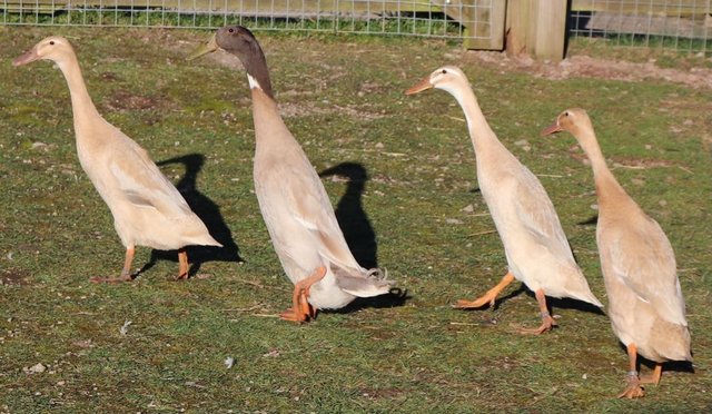 Image 2 of INDIAN RUNNER DUCKLINGS - HAND RAISED, PURE BRED APRICOT
