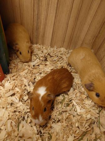 Image 11 of Guinea Pigs - Range of Colours, Sexes and Sizes!