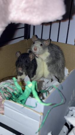 Image 7 of 3 gorgeous female rats.