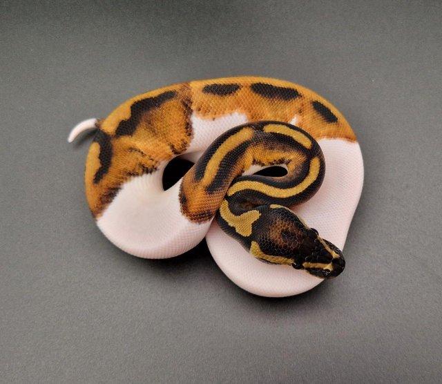 Preview of the first image of Pied Het Lavender Albino Female Ball Python 230704.