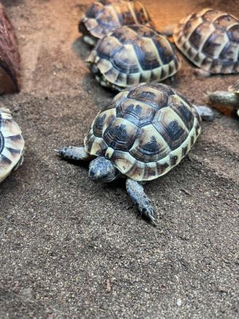 Image 22 of Various baby tortoises at Urban Exotics