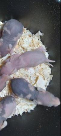 Image 2 of BABY SYRIAN 'SKINNYPIG' HAMSTERS LOOKING FOR NEW HOME