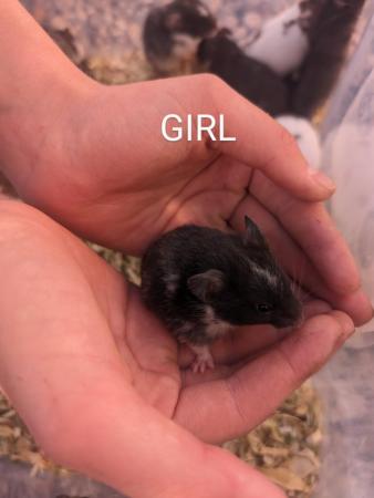 Image 2 of Friendly, baby Syrian hamsters