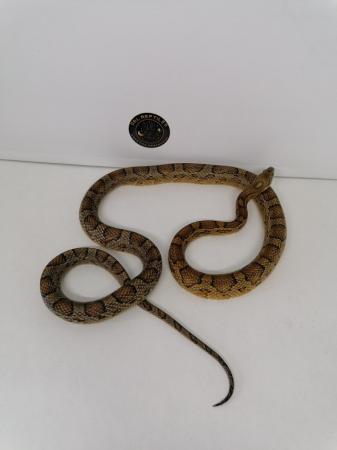 Image 2 of Corn snakes adult female proven breeders