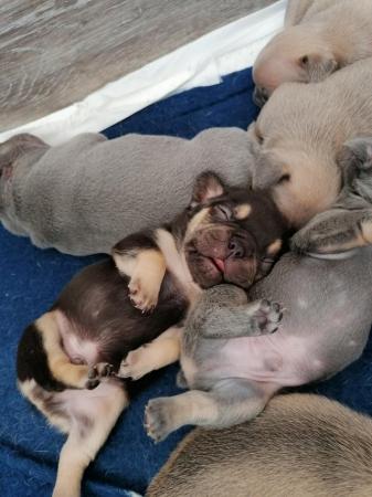 Image 4 of French bulldog puppies 2 girls left