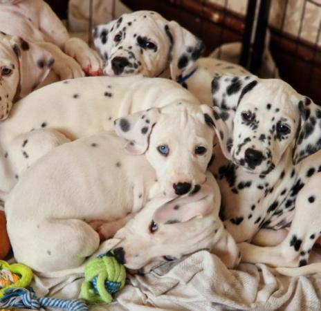 Image 2 of 12 Week Old Beautiful Pedigree Dalmatian Puppies