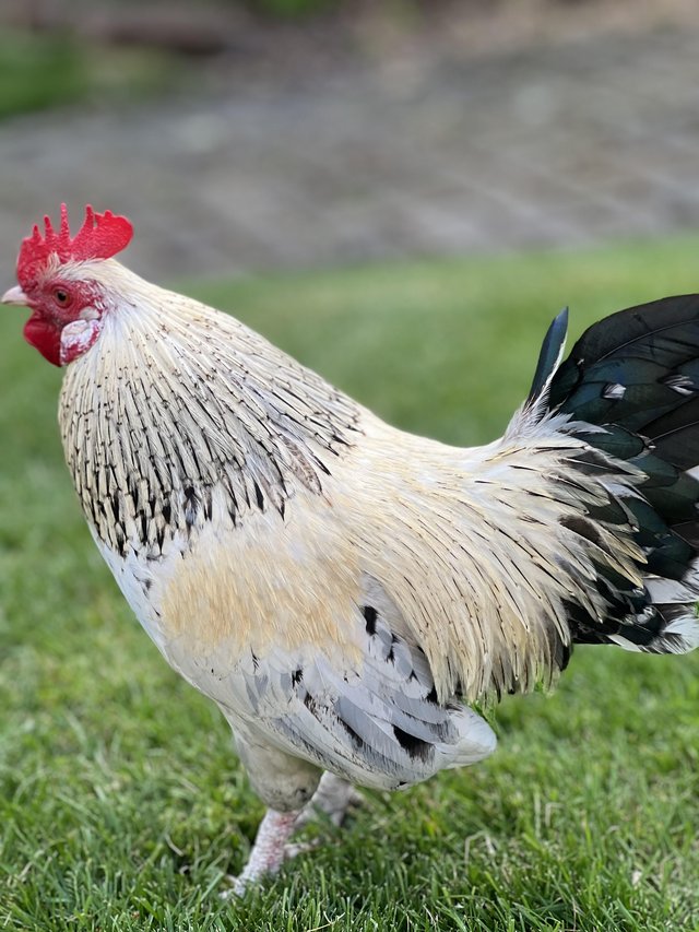 Preview of the first image of Bantam pair white 2yr old breeding.