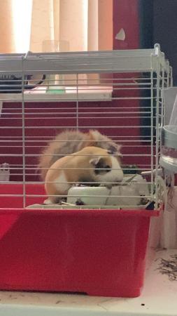 Image 1 of 2 male Guinea pigs for rehoming