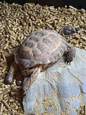 Image 3 of 15 year old Male Horsfield (Russian) tortoise for sale