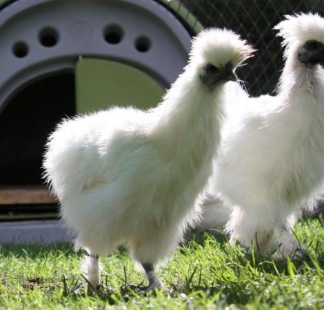 Image 2 of Pure Breed Silkie Pullets  - Variety of colours