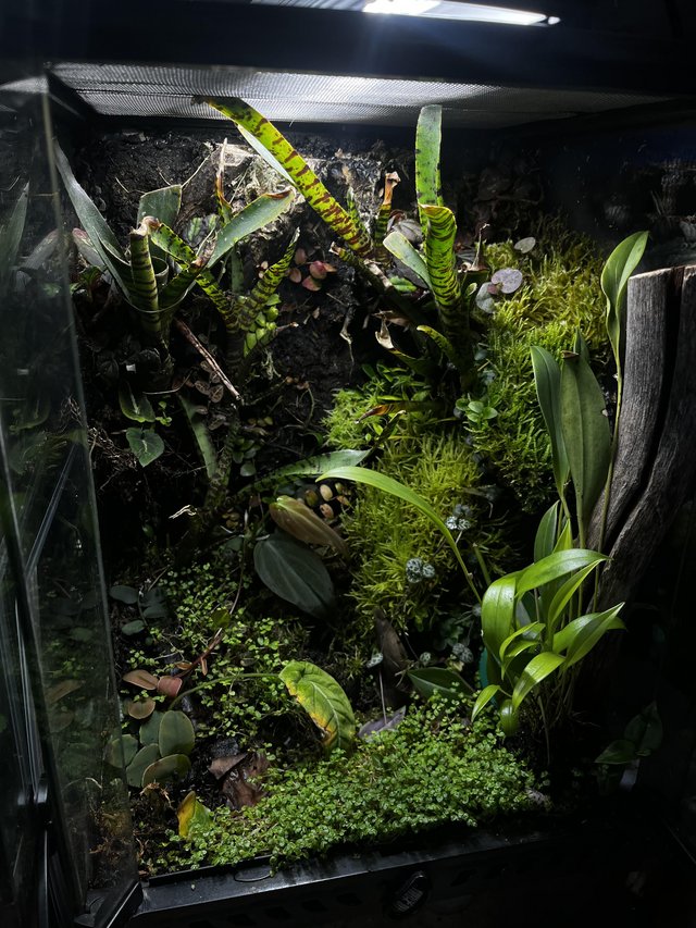 Preview of the first image of Bioactive vivarium can come baby mourning geckos.