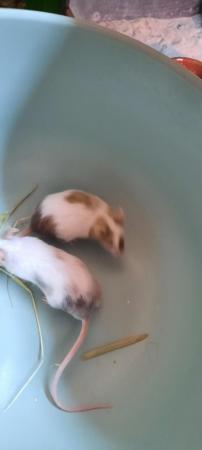 Image 1 of 5 male mice looking for their forever homes ##free