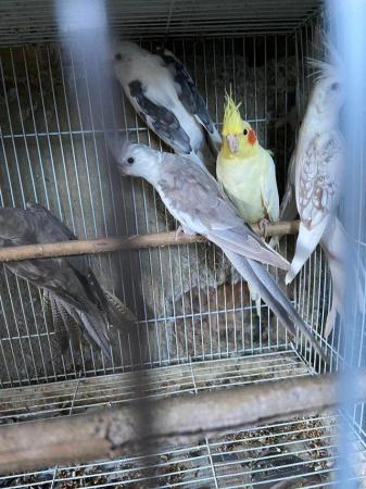 Image 4 of Mixed colour cockatiels now available