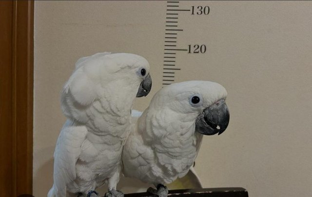 Image 5 of Handreared Beautiful Baby umbrella cockatoo parrots